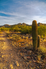 Morning light on the Arizona desert landscape and trail