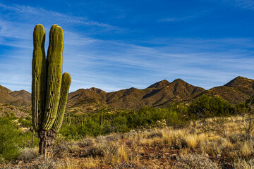 Saguaro cactus and mountains in the Sonoran Desert of Scottsdale