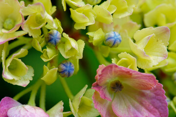 色とりどりの紫陽花の花と蕾