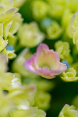 色とりどりの紫陽花の花と蕾