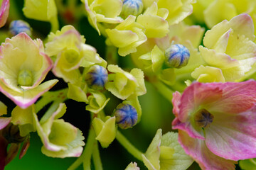 色とりどりの紫陽花の花と蕾