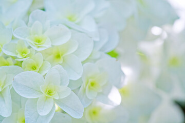 西洋紫陽花の白い花