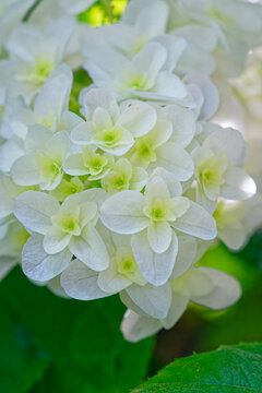 西洋紫陽花の白い花