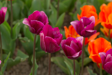 purple and orange tulips