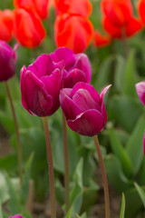 purple and orange tulips in the spring