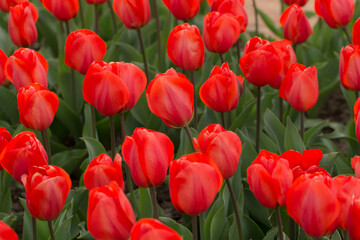 red tulips close up