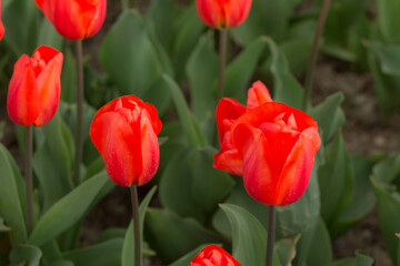 scarlet tulips close up