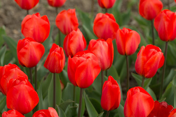 Obraz premium scarlet tulips close up