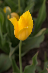 yellow tulip close up