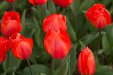 Fototapeta premium scarlet tulips in the spring