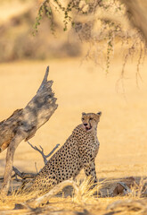 Cheetah with springbok prey in the Kgalagadi