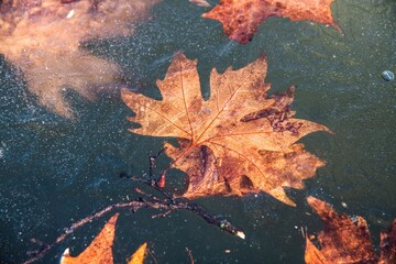 old leaves frozen in the ice surface of a lake in close up