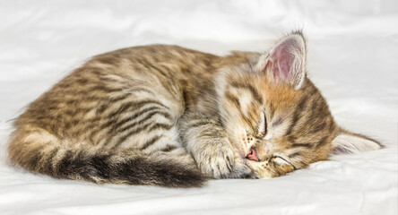 Kleine schattige tabby kitten slapen op witte achtergrond