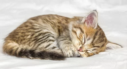 Poster Kleine schattige tabby kitten slapen op witte achtergrond © Albert Ziganshin