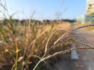 Obraz premium grass in a field