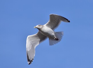 Seagull by the ocean