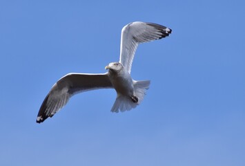 Seagull by the ocean