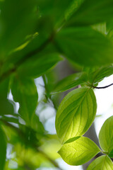 Fototapeta na wymiar 光が透けるナツツバキの葉