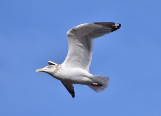 Seagull by the ocean