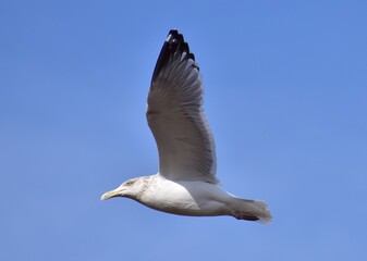Seagull by the ocean