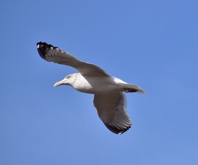 Seagull by the ocean