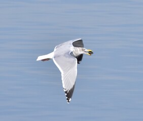 Seagull by the ocean