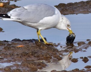 Seagull by the ocean