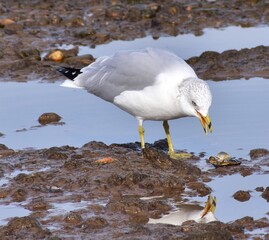 Seagull by the ocean