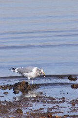 Seagull by the ocean