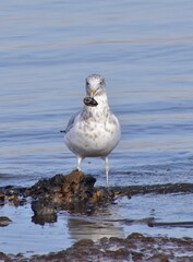 Seagull by the ocean