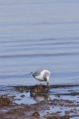 Seagull by the ocean