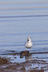 Seagull by the ocean