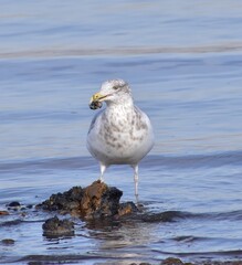 Seagull by the ocean