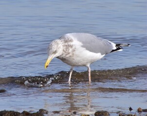 Seagull by the ocean