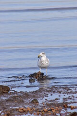 Seagull by the ocean