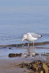 Seagull by the ocean