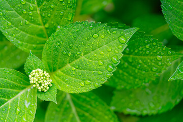 雨に濡れる紫陽花の蕾と葉