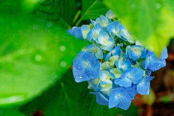 雨に濡れる紫陽花の花と葉