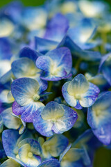 Fototapeta na wymiar 雨に濡れる紫陽花