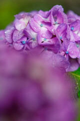 雨に濡れる紫陽花