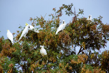 Flock of sulphur-crested cockatoos (Cacatua galerita), Tasmania, Australia