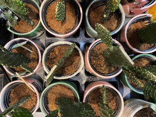 Top view of small cactus plants