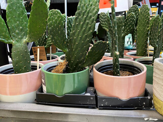 Small cactus plants in little pots for indoor home gardening and decoration