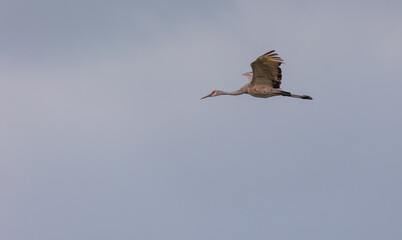 Obraz premium Sandhill cranes in flight for migration 