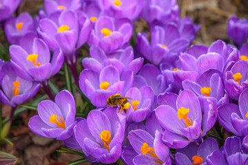 bumblebee on spring violet crocuses