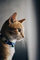 Observant Cat