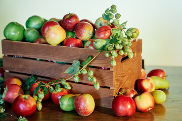 Apples in the wooden storage box. Harvesting season. View of juicy red and green apples in a box. Harvesting organic products. High quality image