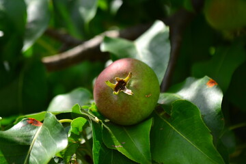fresh and juicy apples are ready to pick