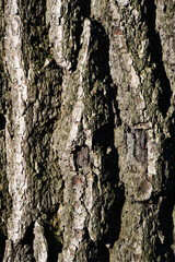 Background texture of tree bark. Close-up of the bark of an old tree.