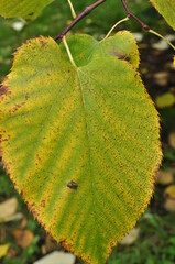 Close-up, green linden leaf. Leaf on a branch on a blurred background of green grass.